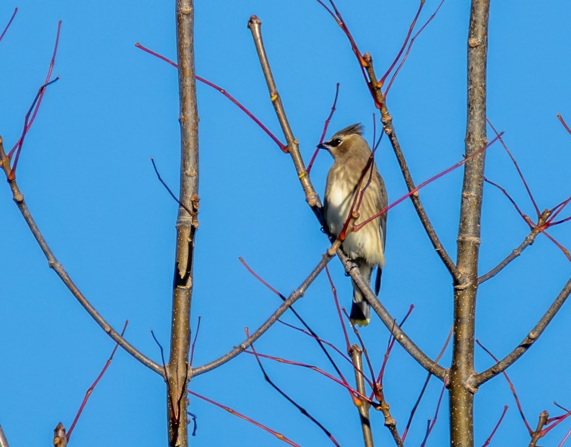 Cedar Waxwing - ML642874804