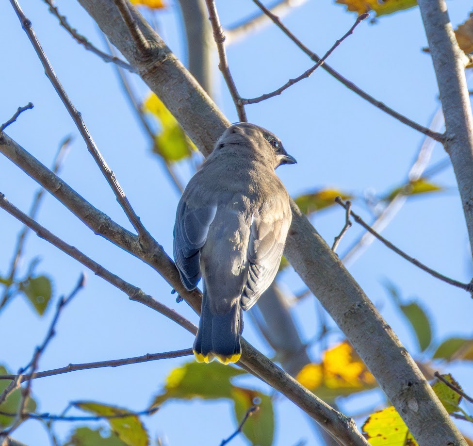 Cedar Waxwing - ML642874805