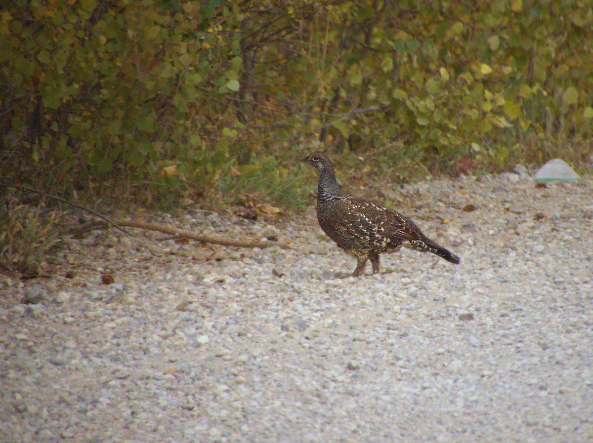 Dusky Grouse - ML642874809