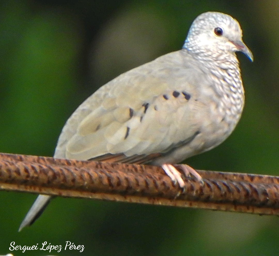 Common Ground Dove - ML642874811
