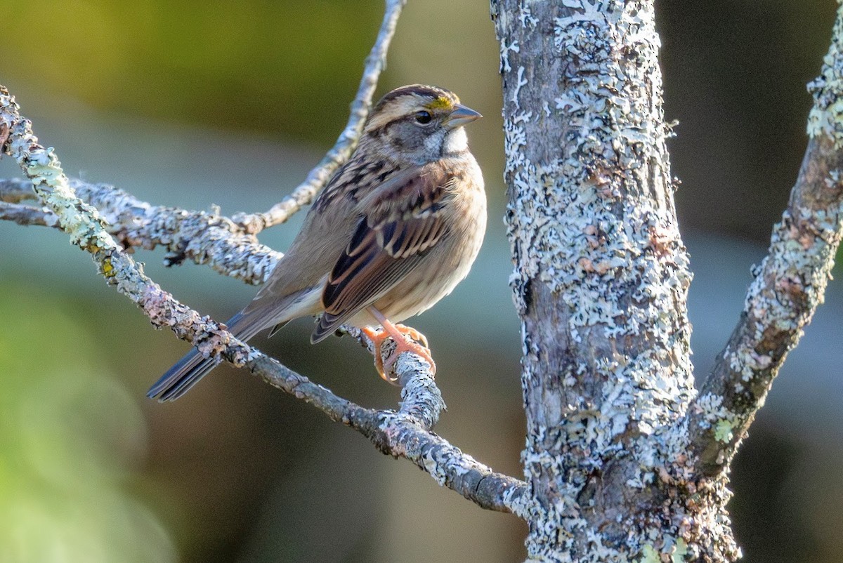 White-throated Sparrow - ML642874815
