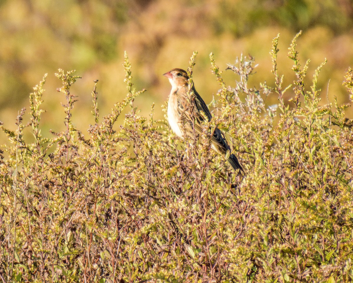 Bobolink - ML642874818