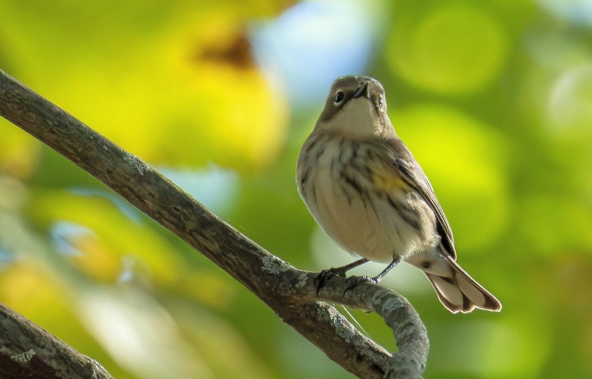 Yellow-rumped Warbler (Myrtle) - ML642874821