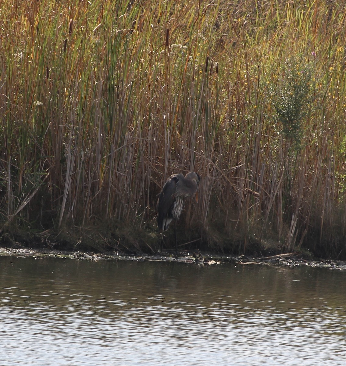 Great Blue Heron - ML642874822