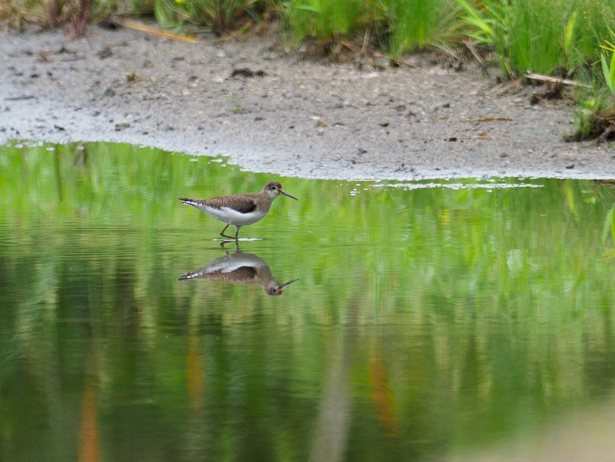 Solitary Sandpiper - ML642874824