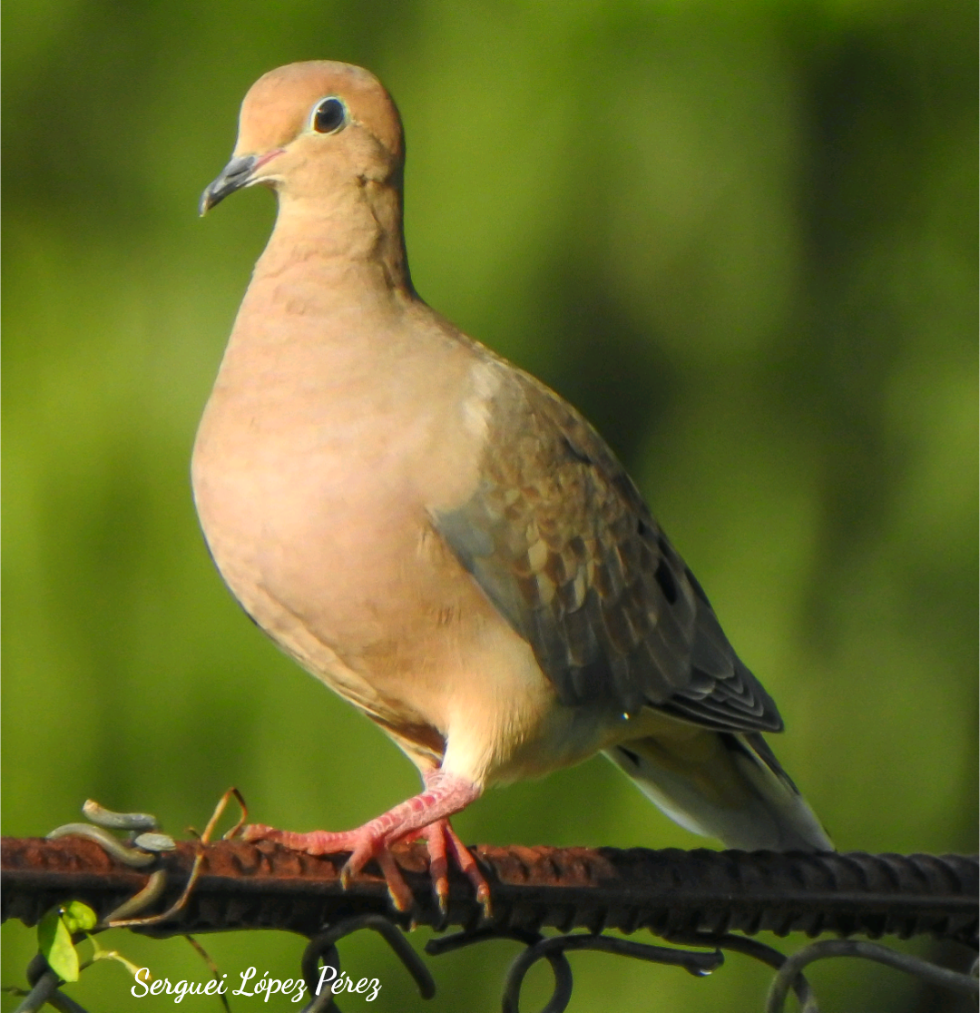 Mourning Dove - ML642874825