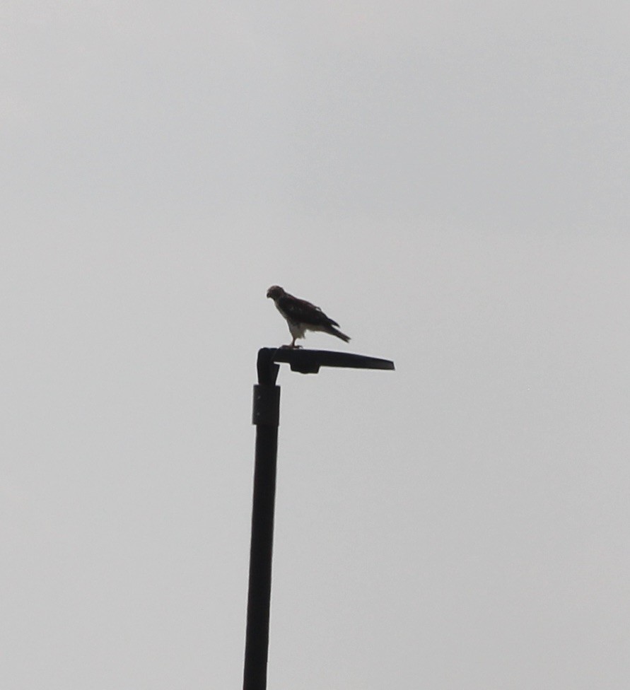Red-tailed Hawk - ML642874829