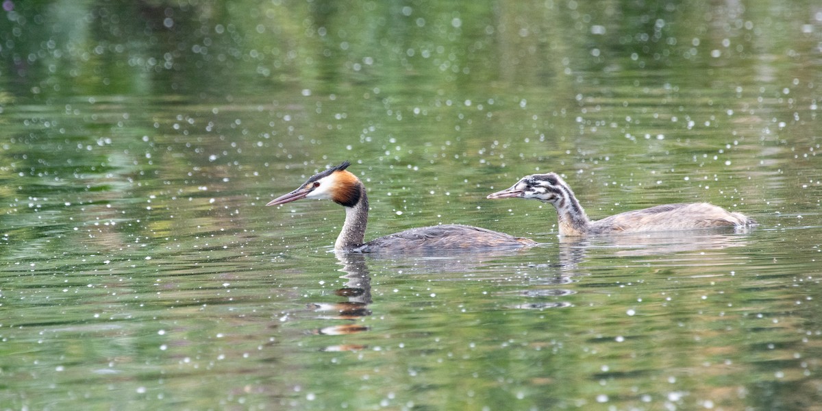Great Crested Grebe - ML642874834