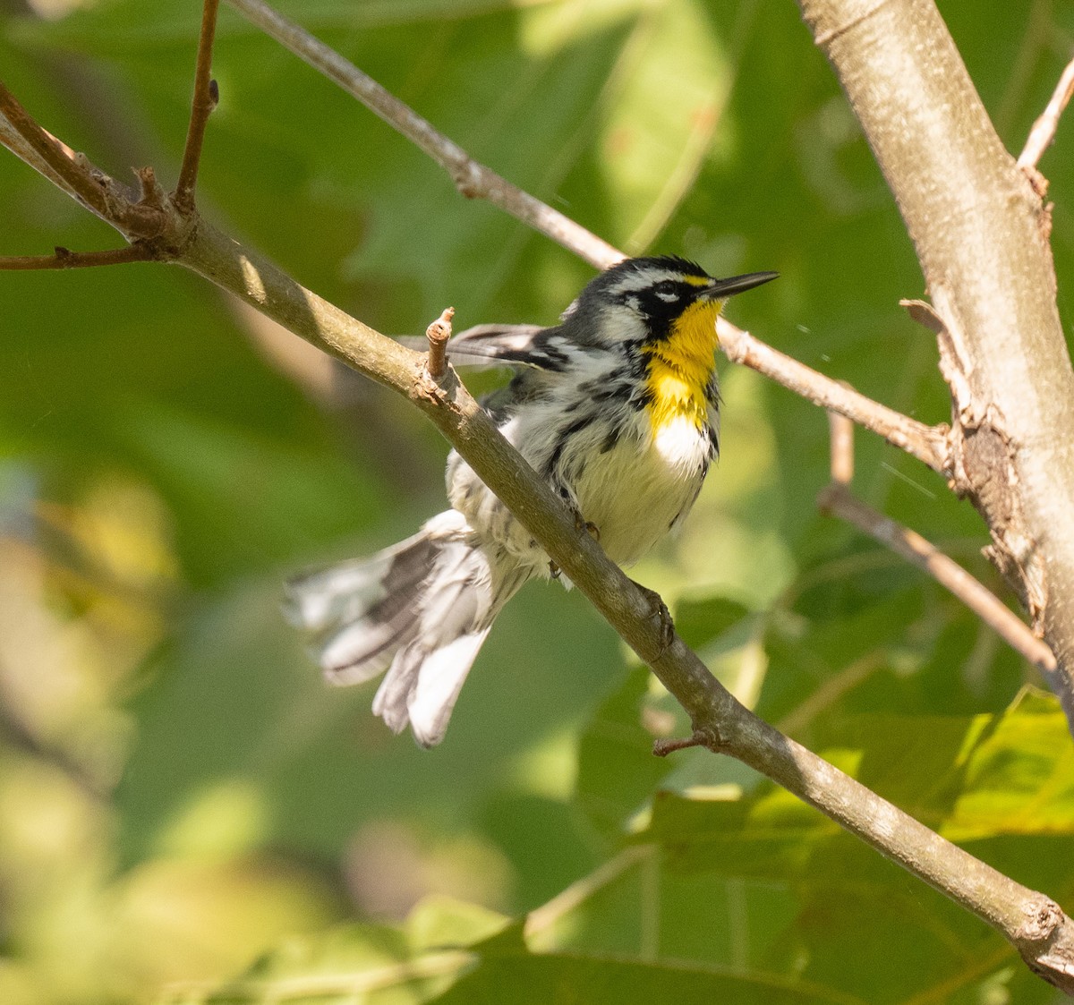 Yellow-throated Warbler - ML642874836
