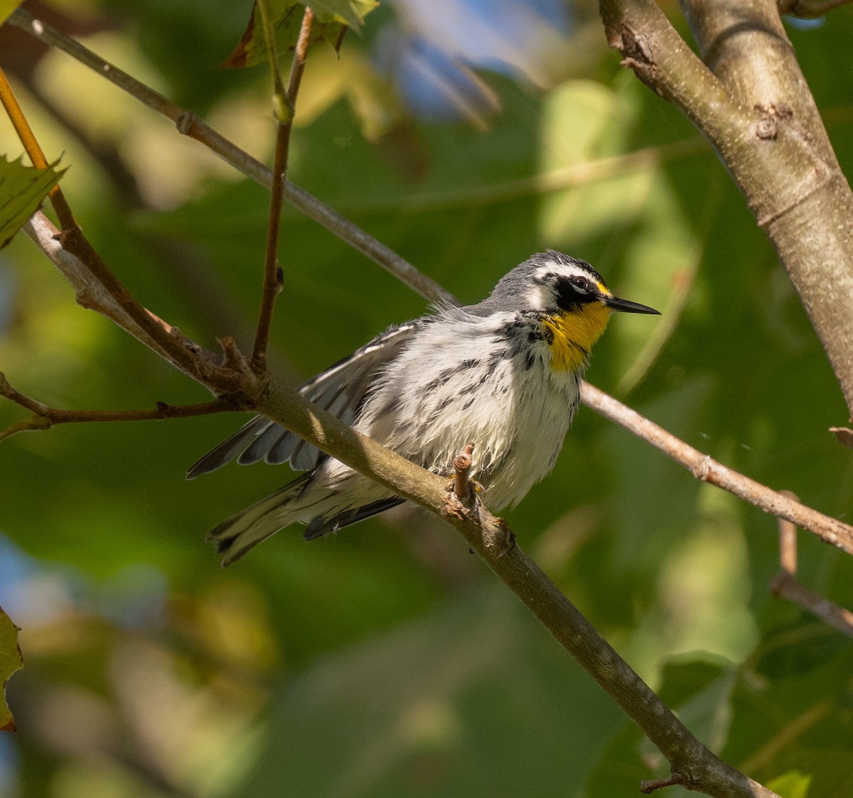 Yellow-throated Warbler - ML642874837