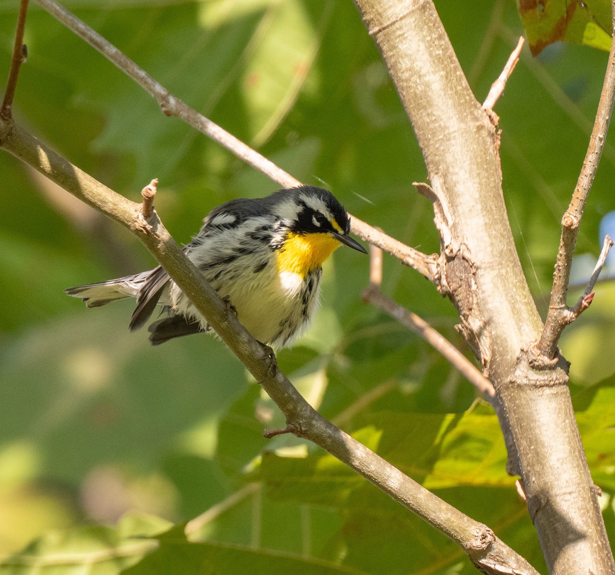 Yellow-throated Warbler - ML642874838