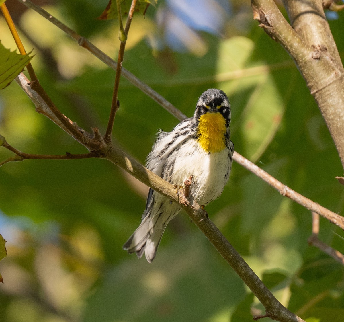 Yellow-throated Warbler - ML642874839