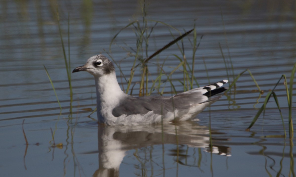Franklin's Gull - ML642874840