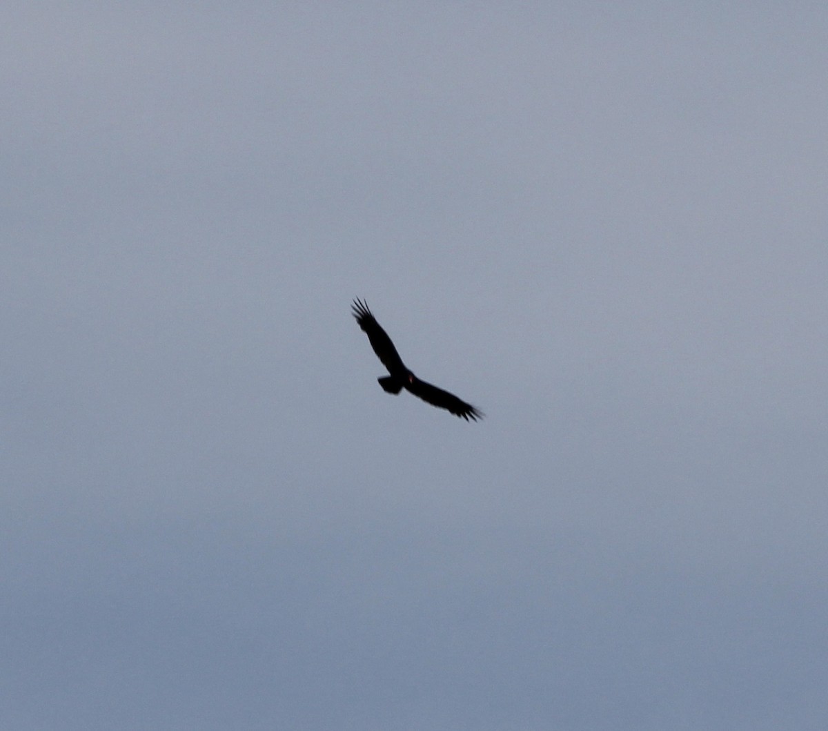 Turkey Vulture - ML642874853