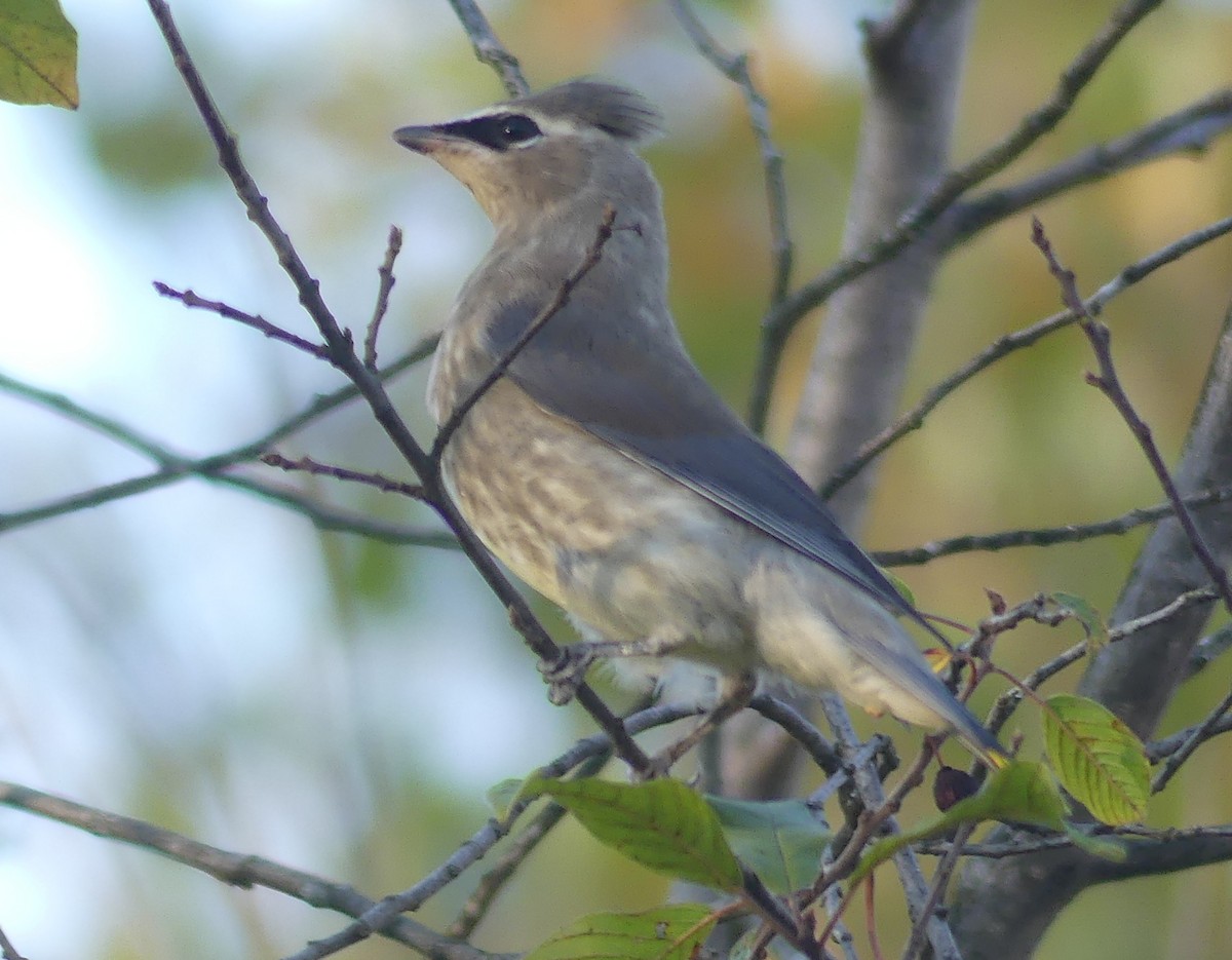 Cedar Waxwing - ML642874856