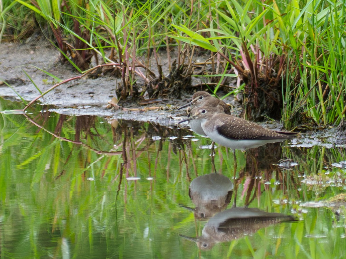 Solitary Sandpiper - ML642874862