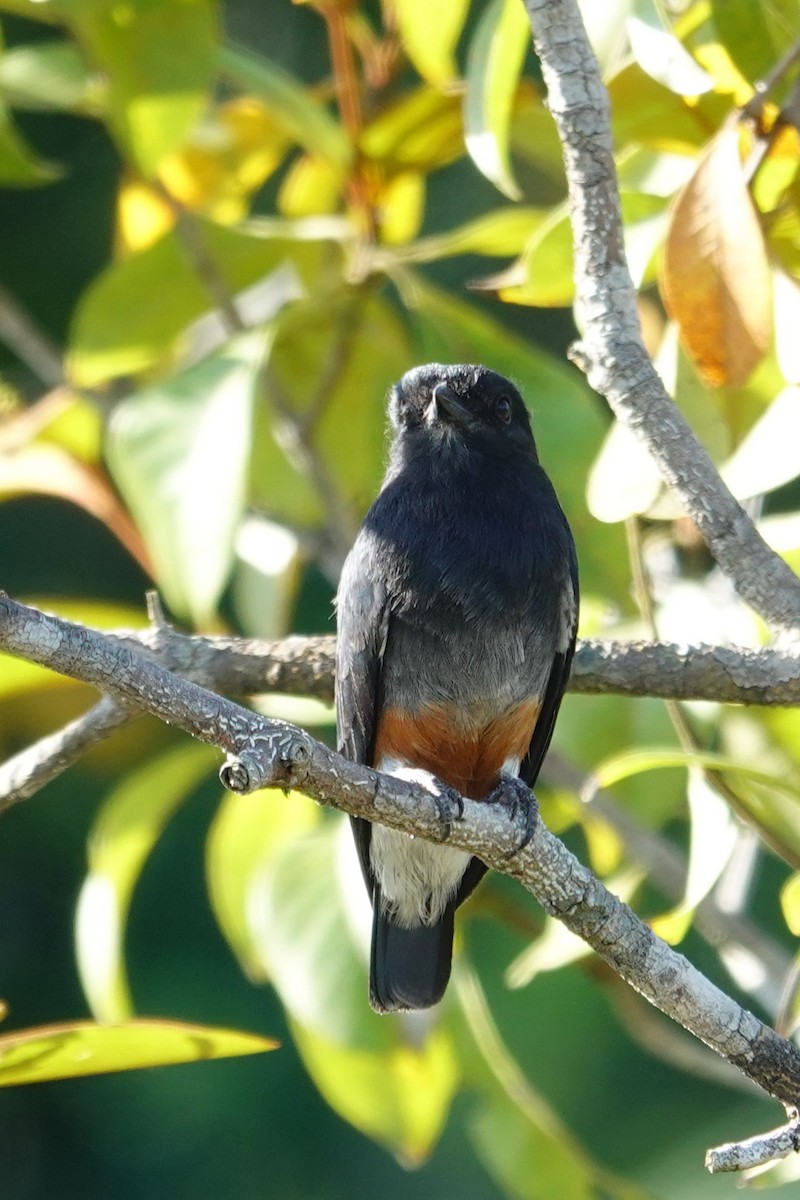 Swallow-winged Puffbird - ML642874864