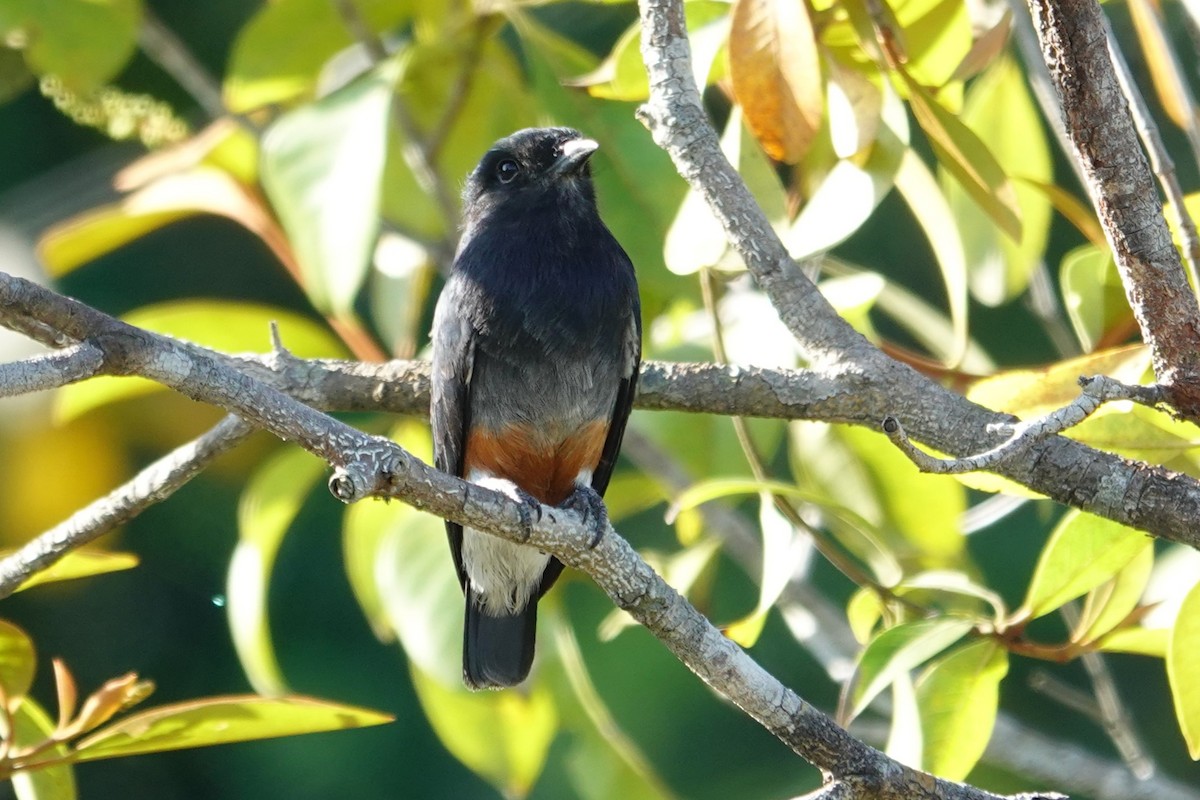Swallow-winged Puffbird - ML642874865