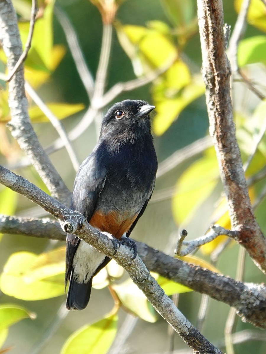 Swallow-winged Puffbird - ML642874867