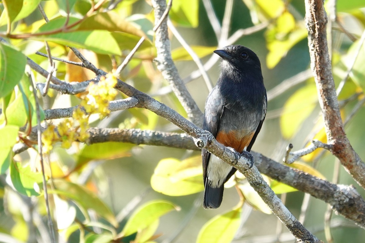 Swallow-winged Puffbird - ML642874869