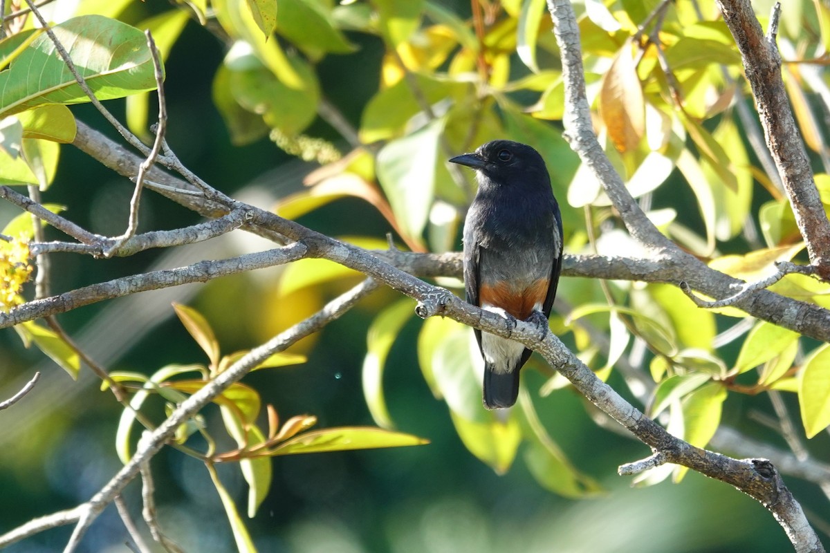 Swallow-winged Puffbird - ML642874870