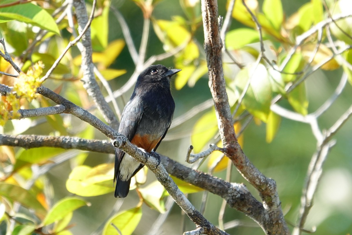 Swallow-winged Puffbird - ML642874872