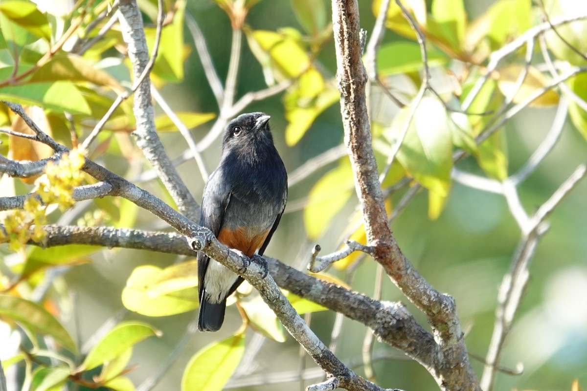Swallow-winged Puffbird - ML642874873