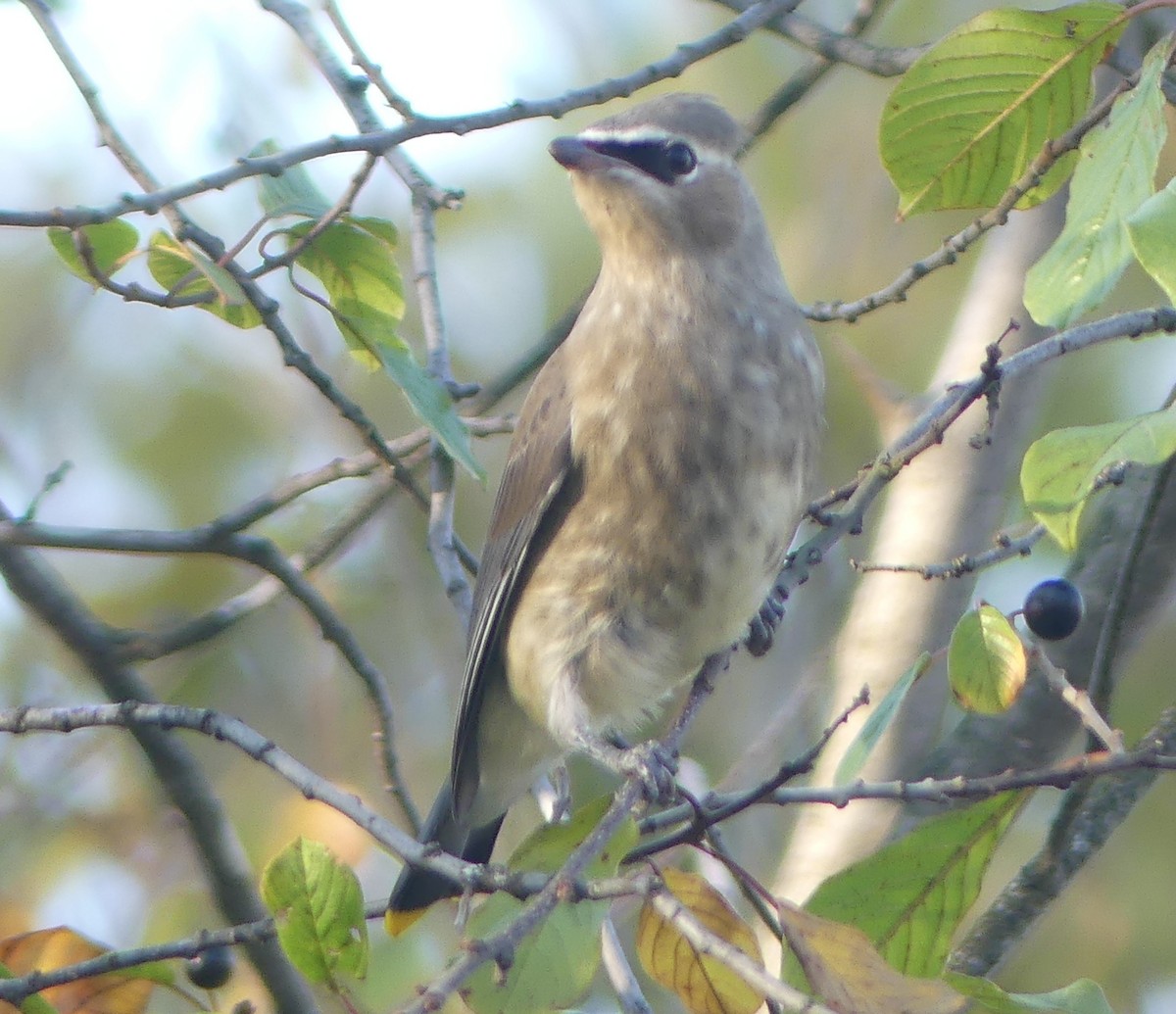 Cedar Waxwing - ML642874879