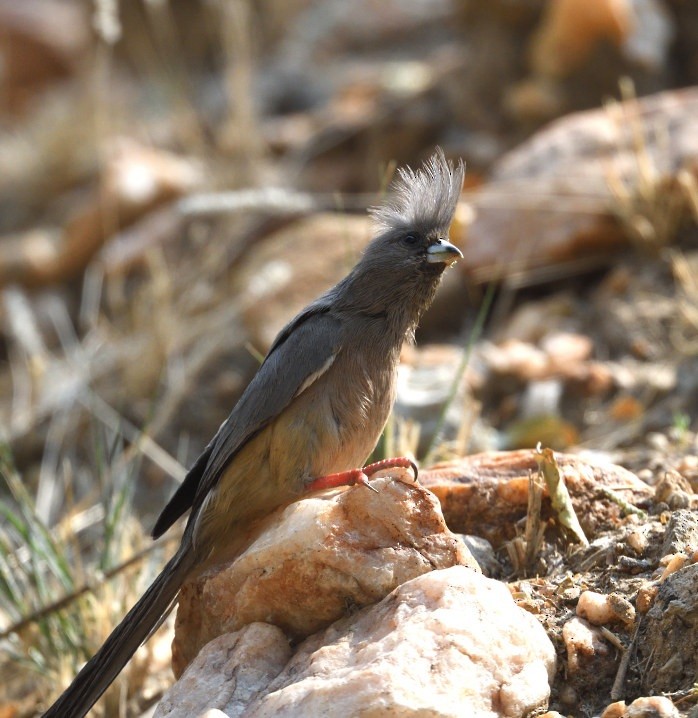 White-backed Mousebird - ML642874888