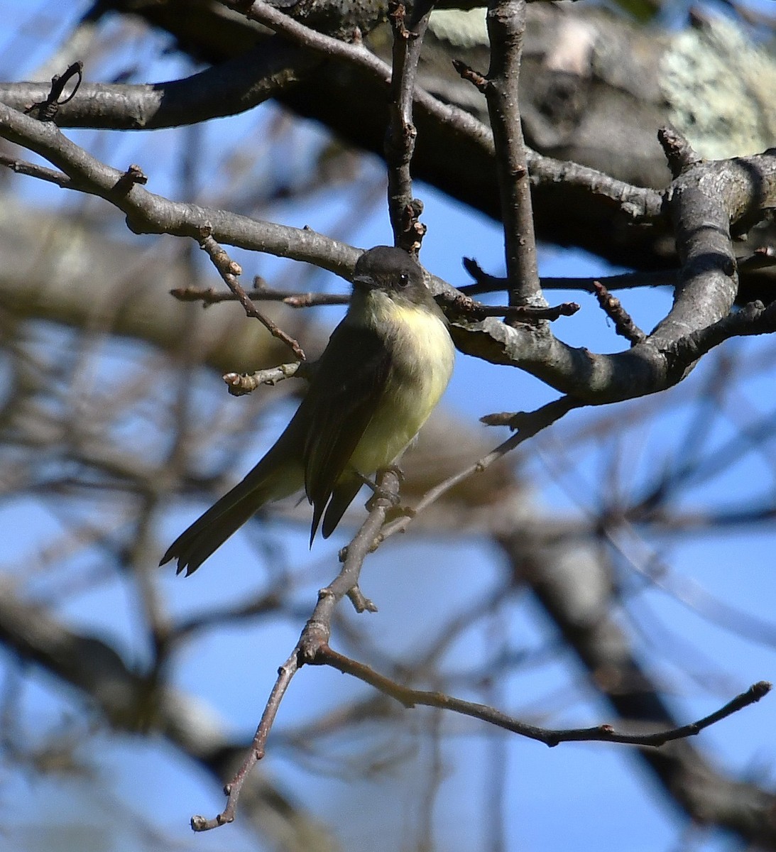 Eastern Phoebe - ML642874889