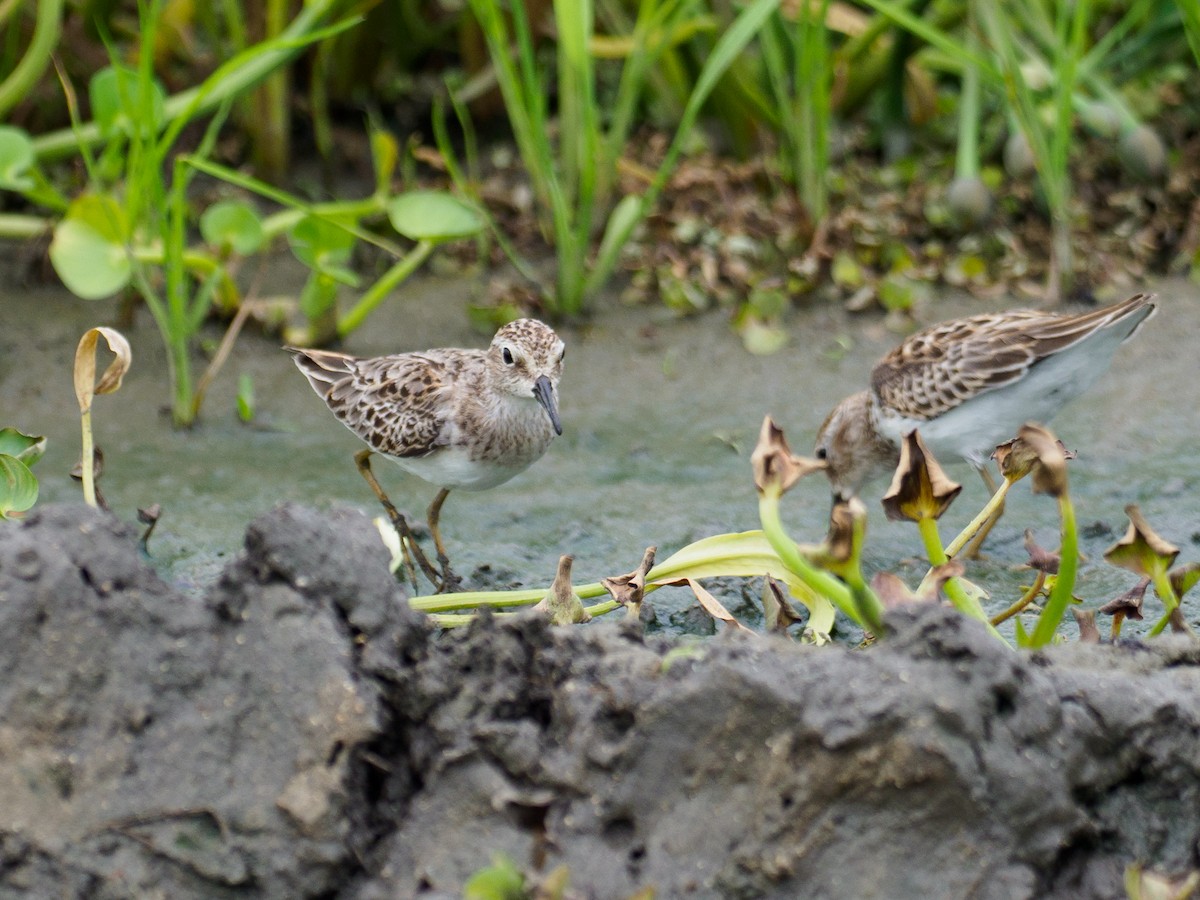 Least Sandpiper - ML642874891