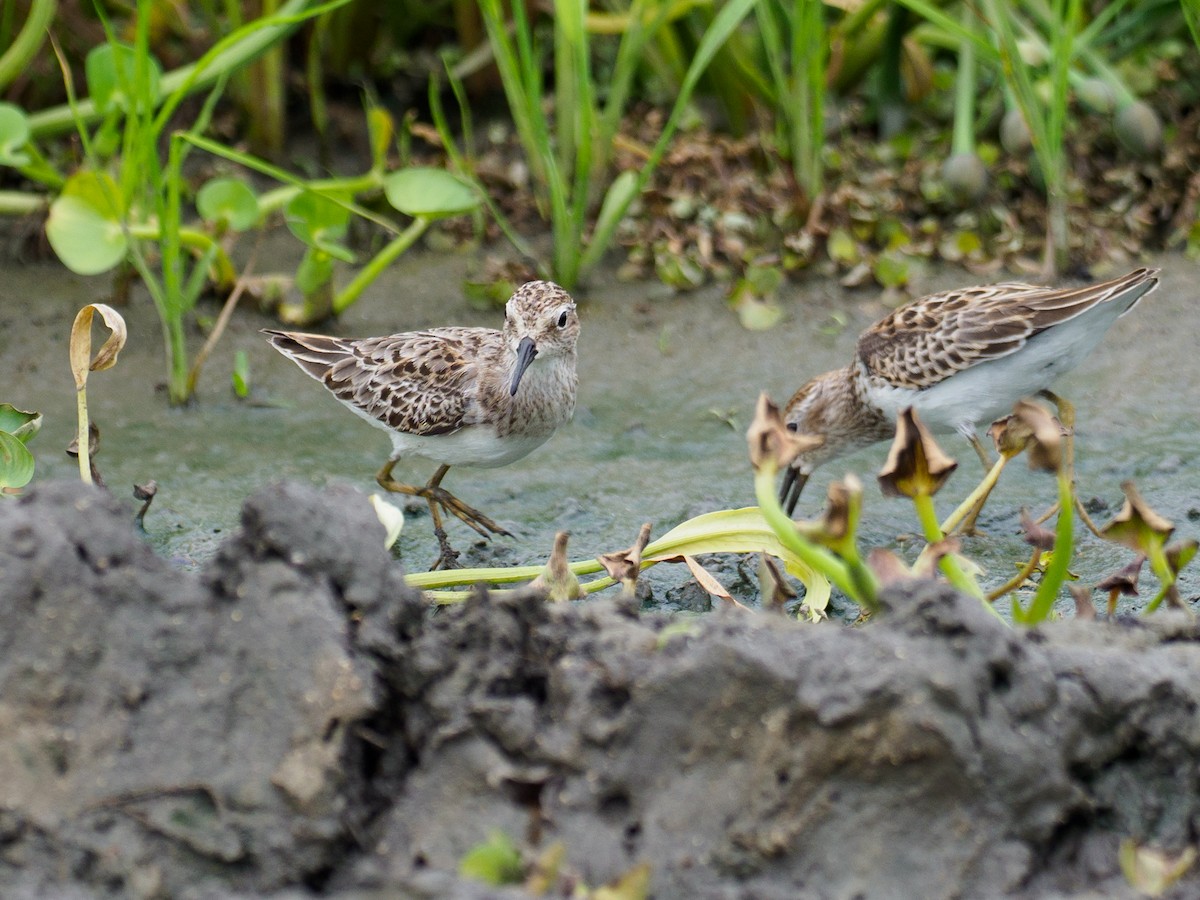 Least Sandpiper - ML642874892