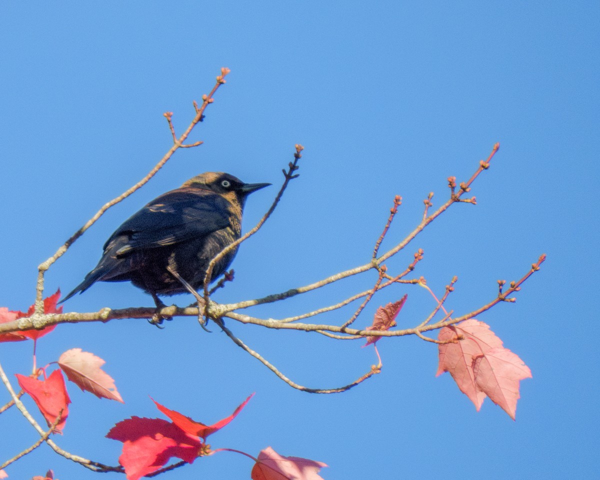 Rusty Blackbird - ML642874895