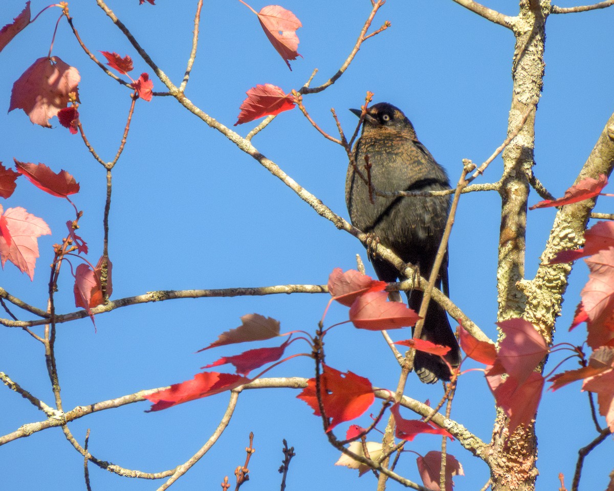 Rusty Blackbird - ML642874896