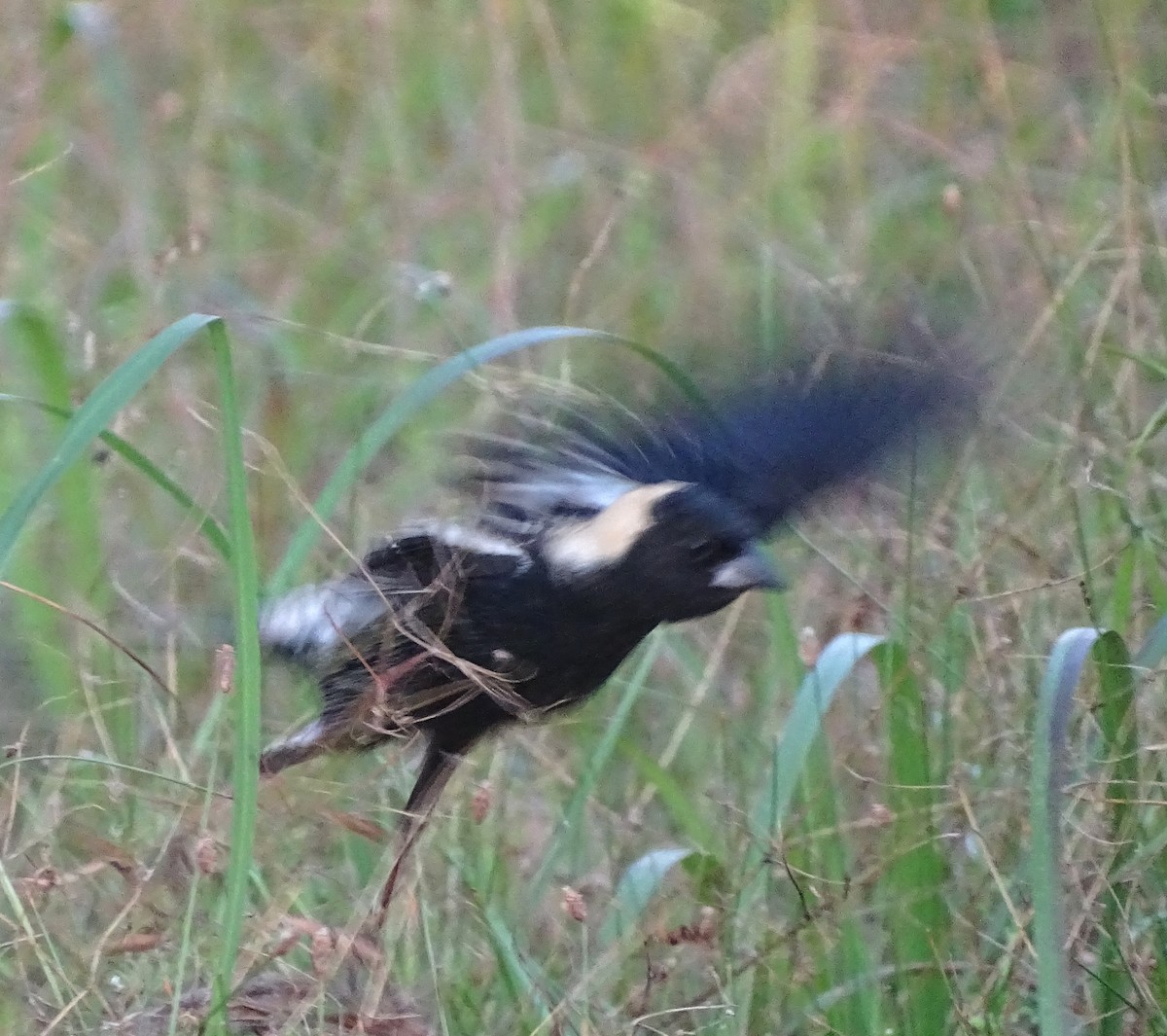 Bobolink - ML642874898