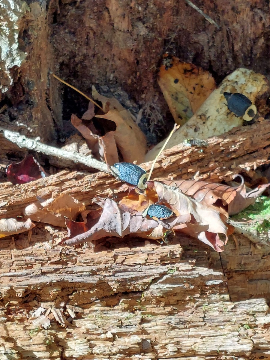 Animals - ML642874902