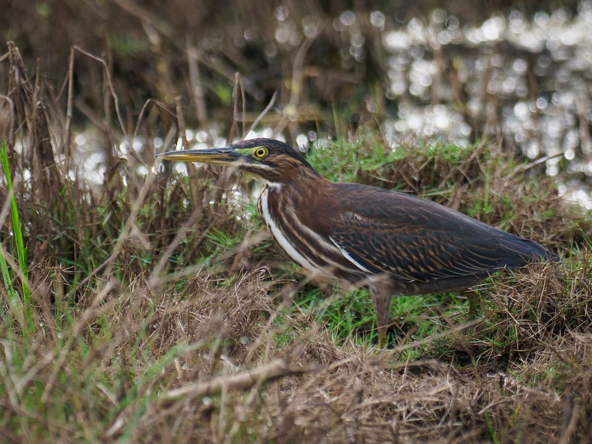 Green Heron - ML642874903