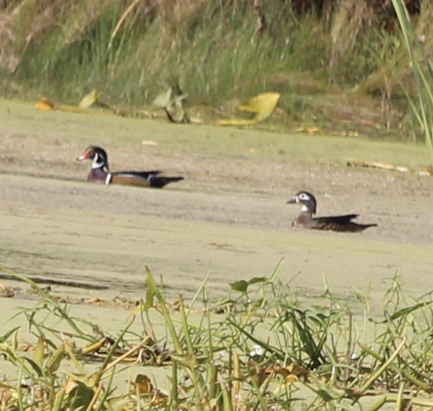 Wood Duck - ML642874911