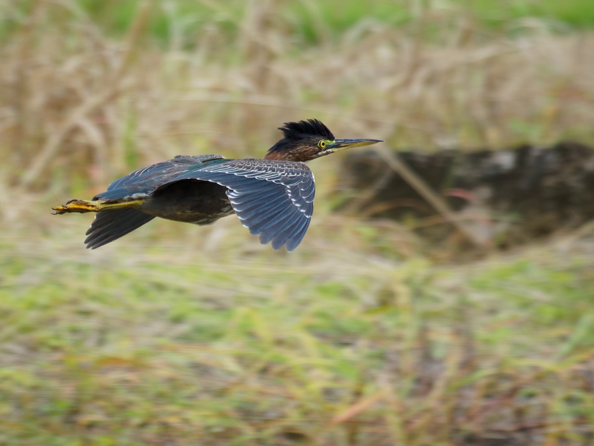 Green Heron - ML642874915