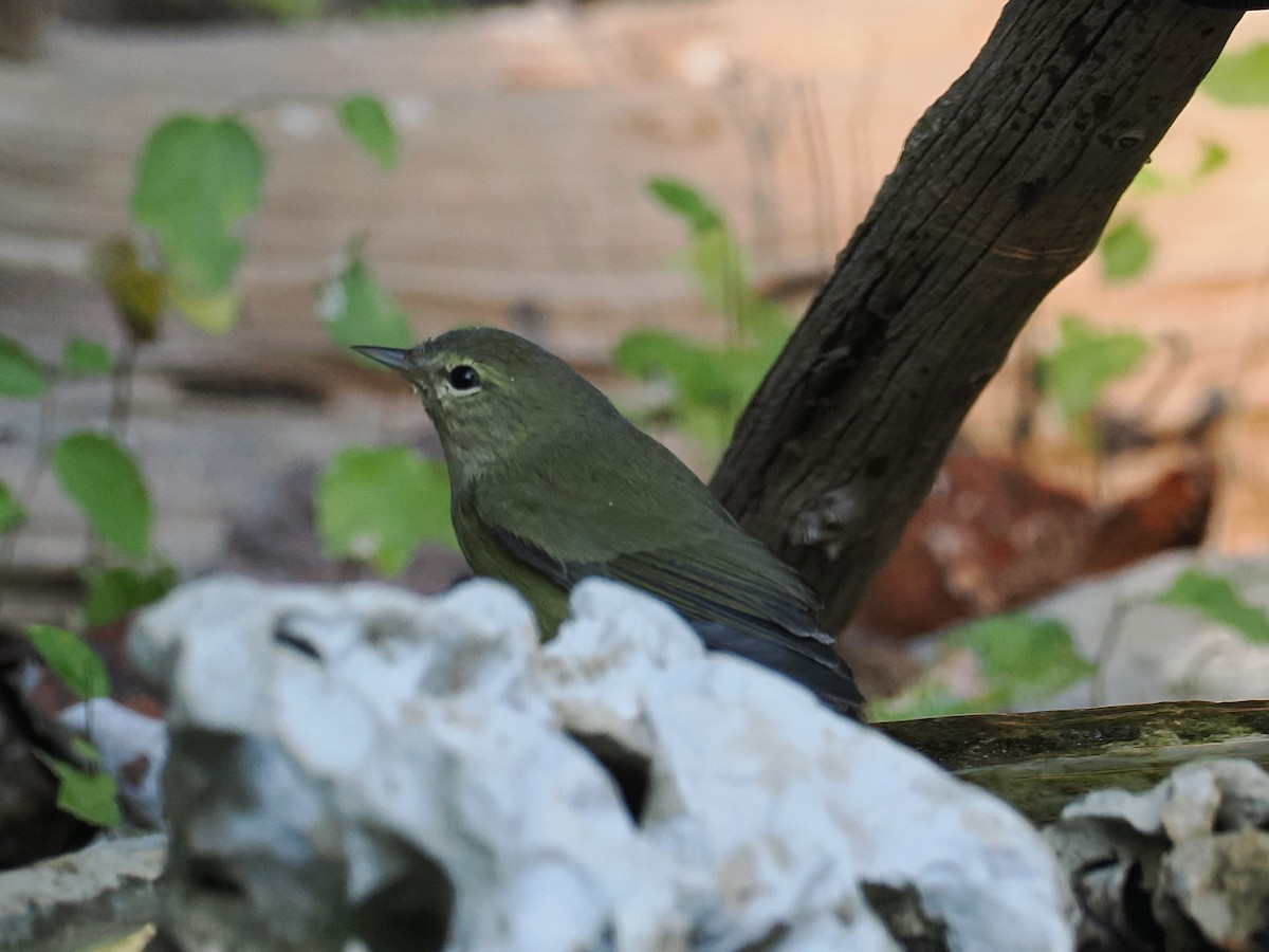 Orange-crowned Warbler - ML642874917