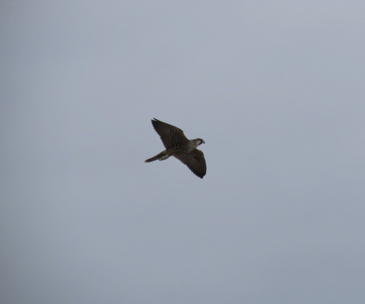 Peregrine Falcon - ML642874919