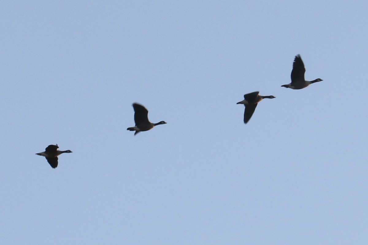 goose sp. - ML642874920
