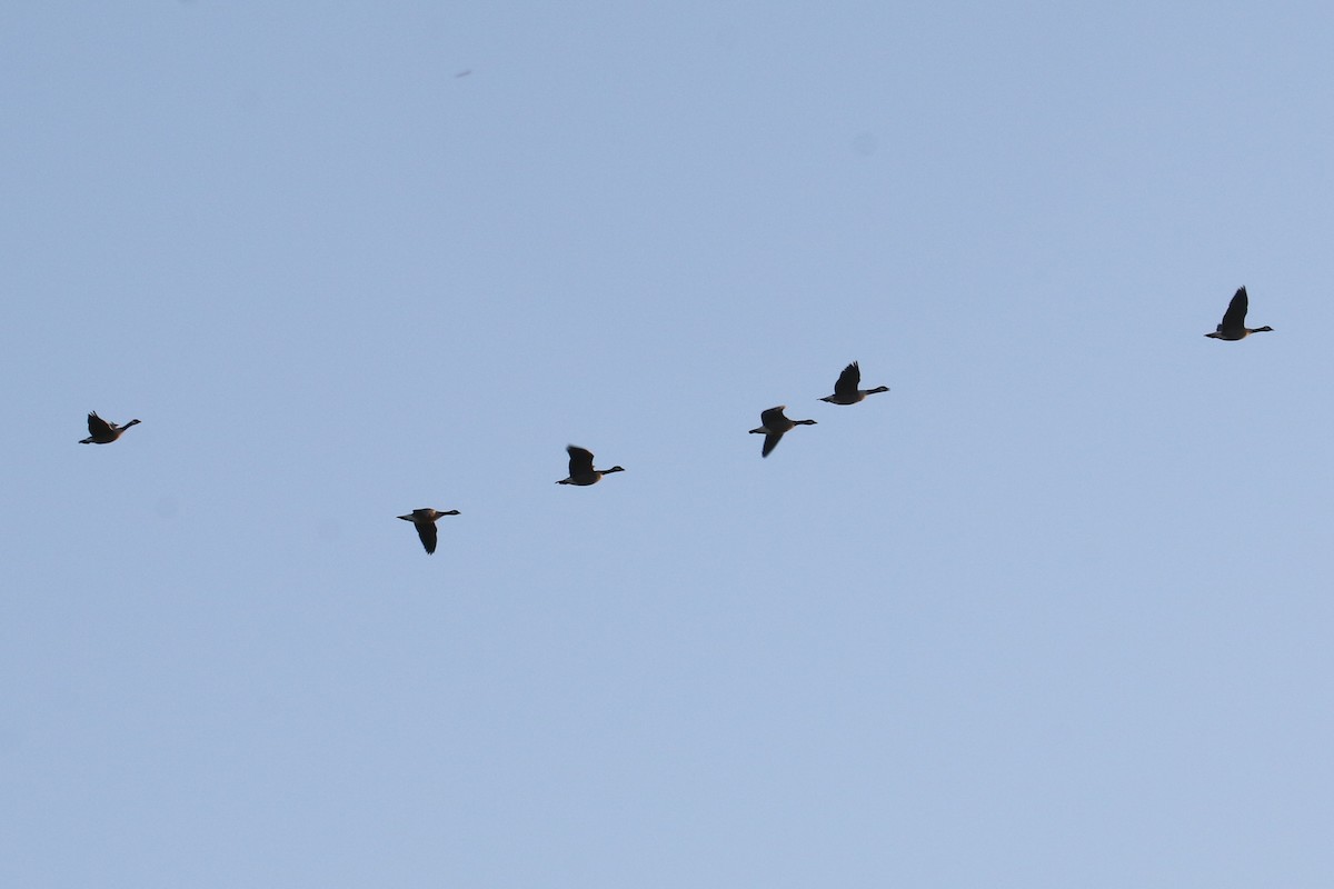 goose sp. - ML642874921