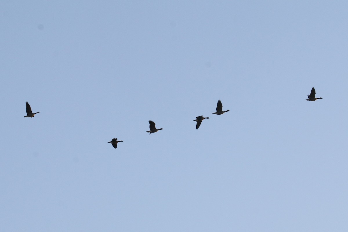 goose sp. - ML642874922