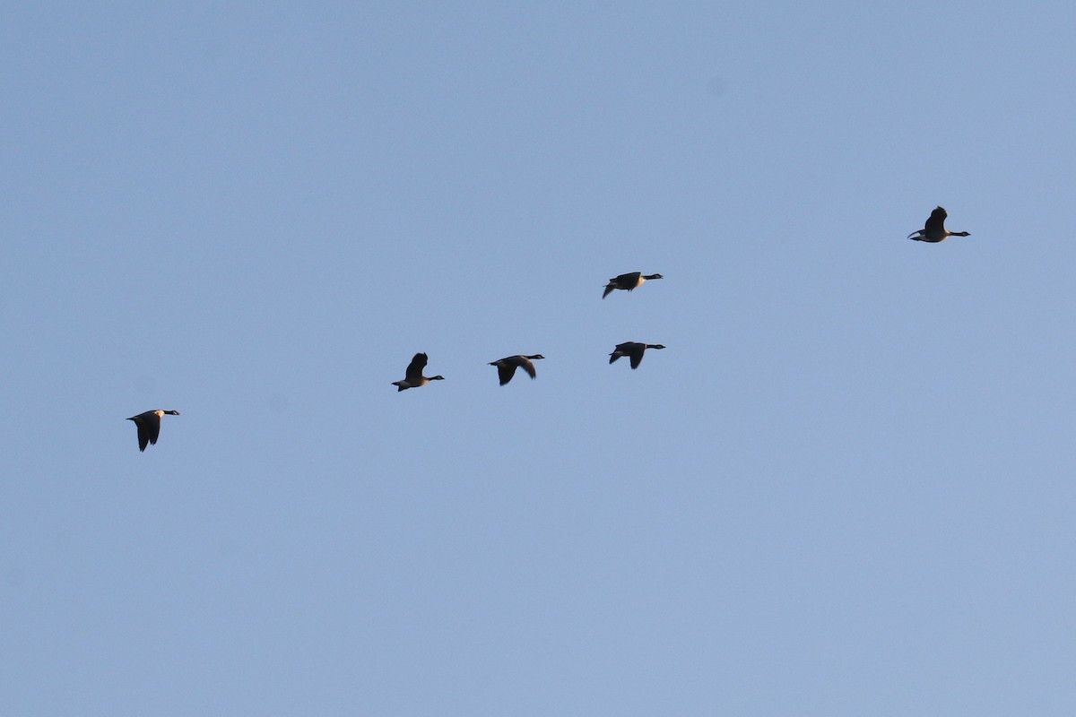 goose sp. - ML642874923