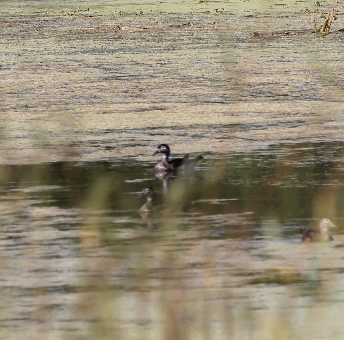 Wood Duck - ML642874925