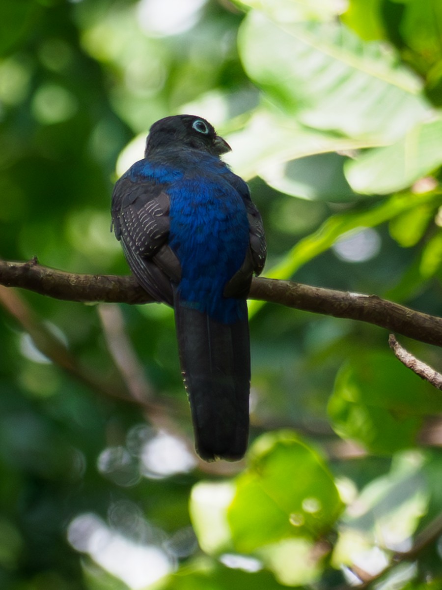 White-tailed Trogon - ML642874930
