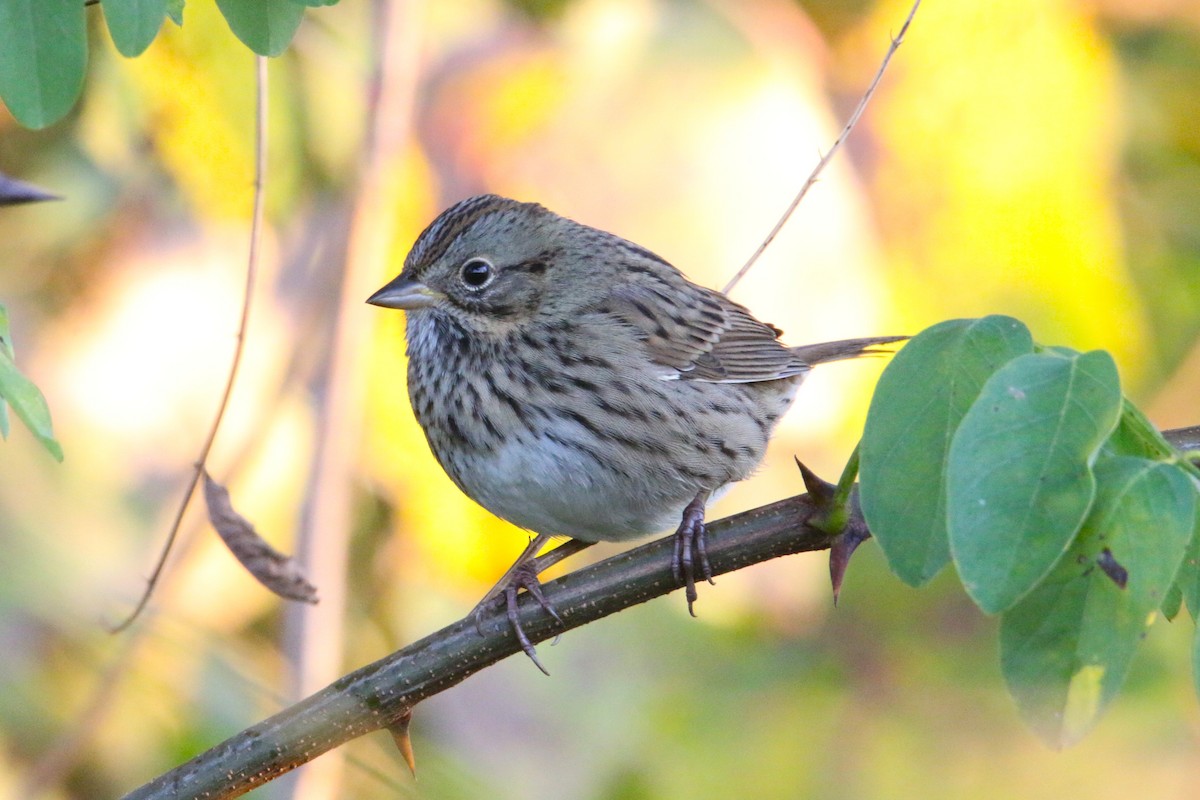Lincoln's Sparrow - ML642874931