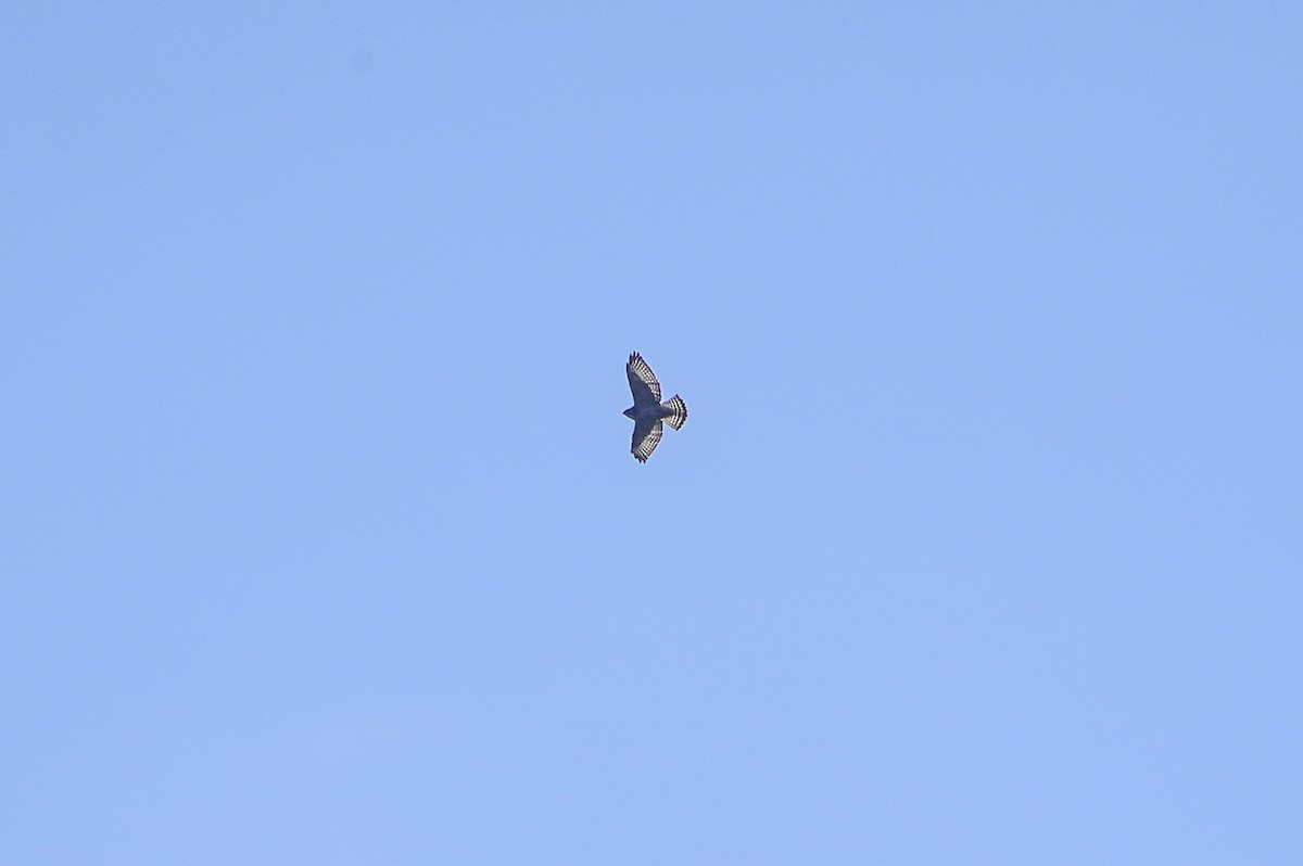 Broad-winged Hawk - ML642874935