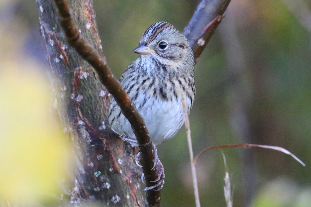 Lincoln's Sparrow - ML642874937
